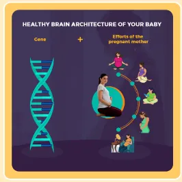 Healthy Brain Architecture of your Baby